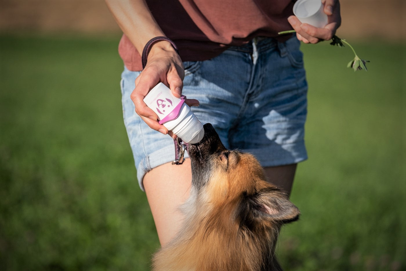 Doggyroller mit Karabinerhalterung