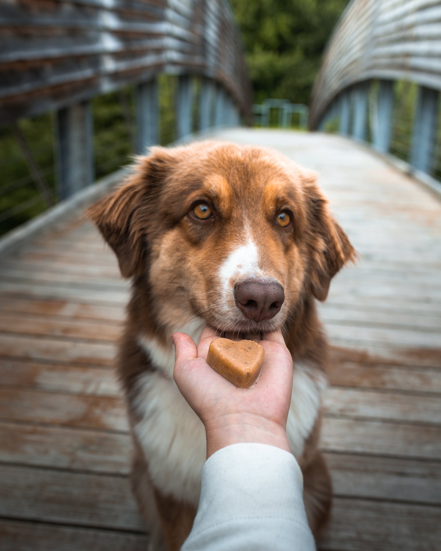 Smoothie Dog Eiswürfelform